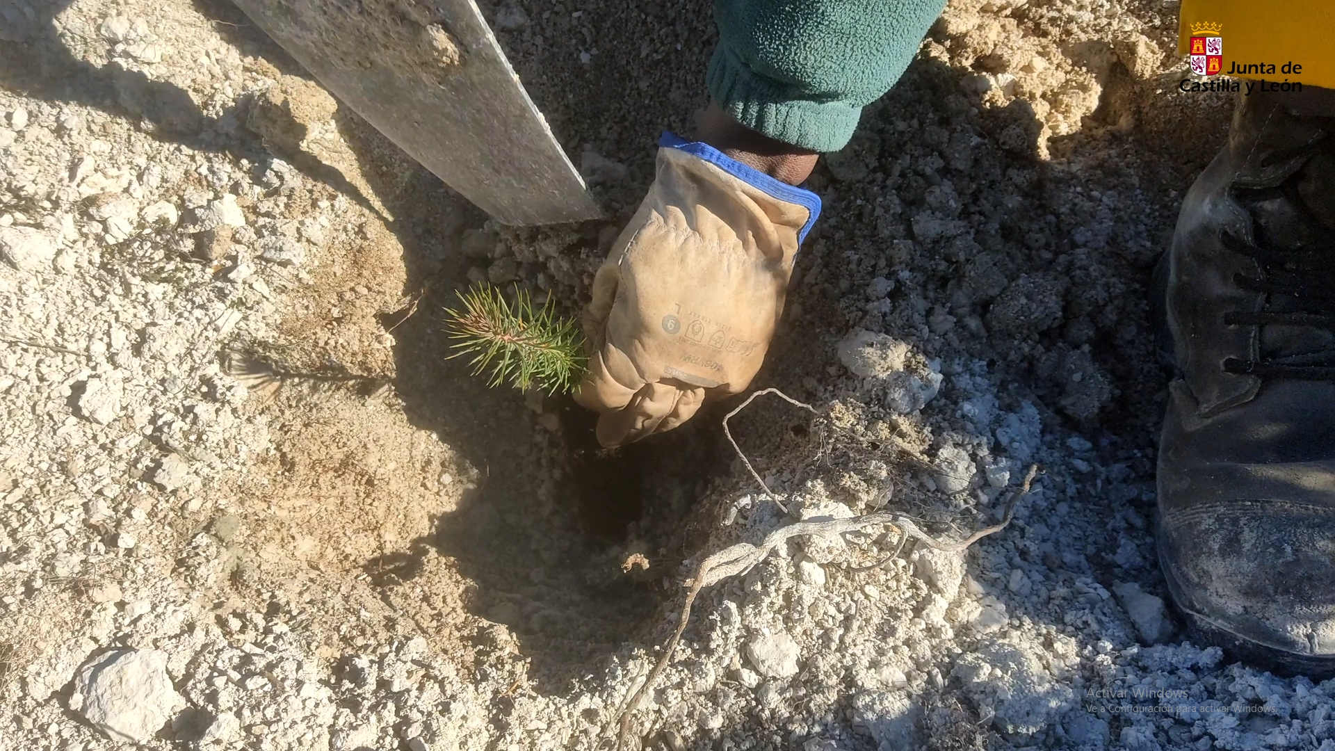 Detail of pine tree planting as part of the reforestation initiative in Cerrato Palentino